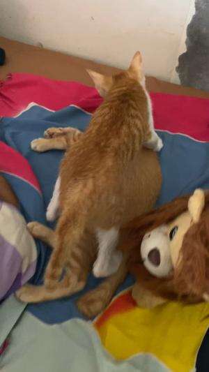 Menghadapi kucing kecil capee poll  #Kucing  #kucingoyen  #duniakucing 