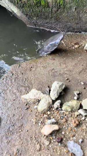 Mancing ikan tanpa umpan
