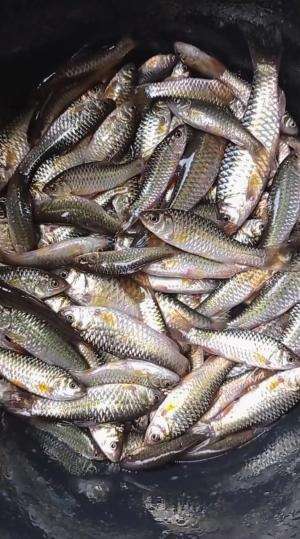 Rahasia bisa panen ikan