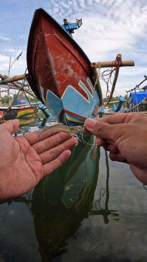 gampang banget #mancing #fishing #shrimp #udang #nelayan #laut #jaring #ikan #reelsviral #animals #skill #fyp #trending