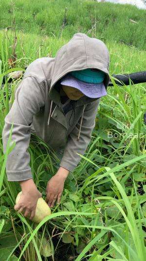 Panen sayuran padang #berkebun #kuliner #resep