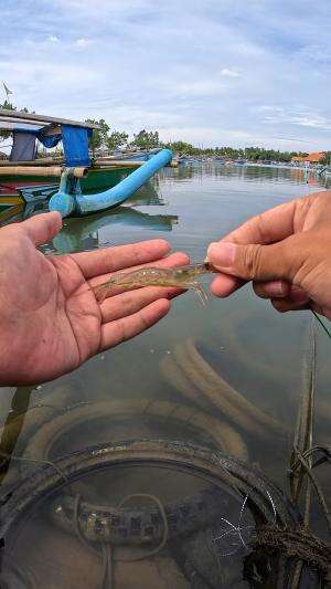 cara mancing tradisional #mancing #fishing #shrimp #udang #nelayan #laut #jaring #ikan #reelsviral #animals #skill #fyp #trending