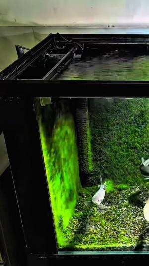 Bikin aquarium dari barang bekas