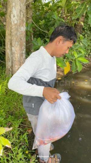 Tebar benih ikan patin dan nila. #ikan 