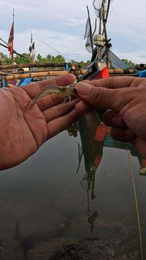 tutorial mancing udang ???