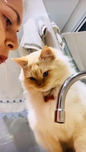 Kucing buka pintu sendiri  #kucinglucu #kucingoyen 