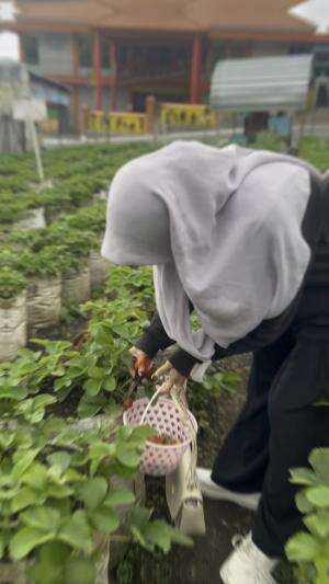 Waktunya panen buah berry #strowberry