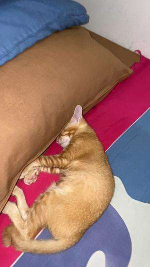 Suka banget dia pakai kain bali buat tidur  #Kucing  #kucinglucu  #duniakucing 