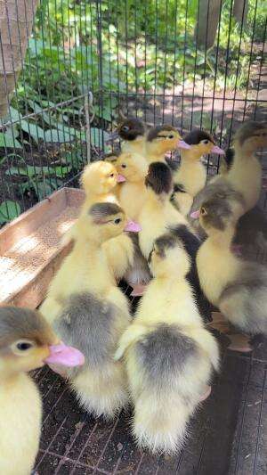 Penetasan baru, harus full amunisi bonus orange jus haha ? #peternakmuda #menthokjumbo #muscovyduck