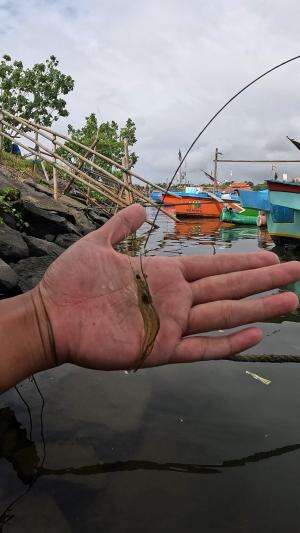 cara cepat nangkap udang #mancing #fishing #shrimp #udang #nelayan #laut #jaring #ikan #reelsviral #animals #skill #fyp #trending