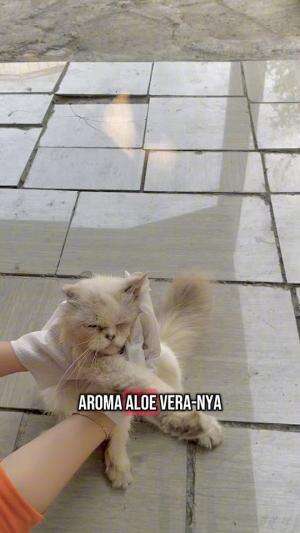 Pov kucing kalau dimandiin  #pov  #oh Gini POV kucing  #Kucing  #anabul  #animal  #RCTIPlus  #HOTrctiplus 