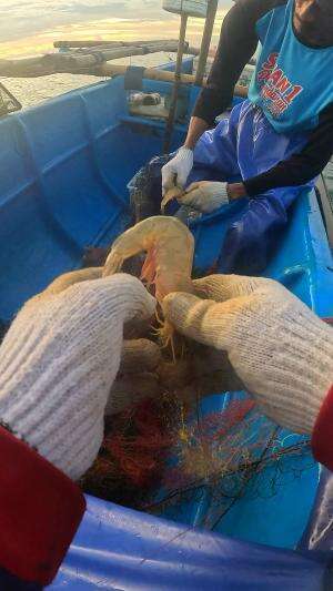 ngajleng bae #nelayan #jaring #ikan #udang #reels #reelsviral #skills #fyp