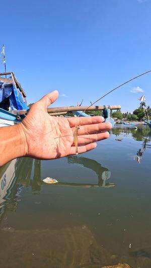 sampe muter udang nya #mancing #fishing #shrimp #udang #nelayan #laut #jaring #ikan #reelsviral #animals #skill #fyp #trending