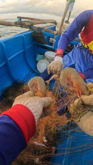 udang jerbung babon #udang #nelayan #laut #jaring #ikan #fbpro #reels #reelsviral #duniaikan #skils #fyp #trending