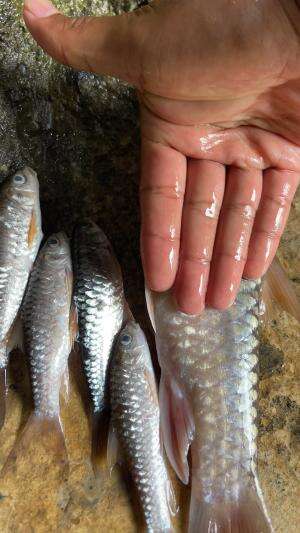 Ikan yang udah mati haram dimakan kok bisa?