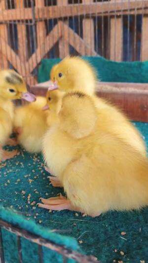 Premium bollo ready #peternakmuda #menthokjumbo #muscovyduck