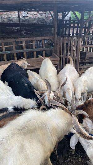 Proses kasi makan kambing di kandang saya😀🤲🤲