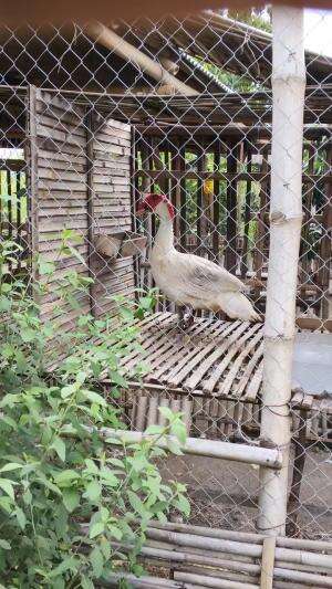 Gak kerasa 4 th menemani di Kandang Anggoro Kasih #peternakmuda #menthokjumbo #muscovyduck