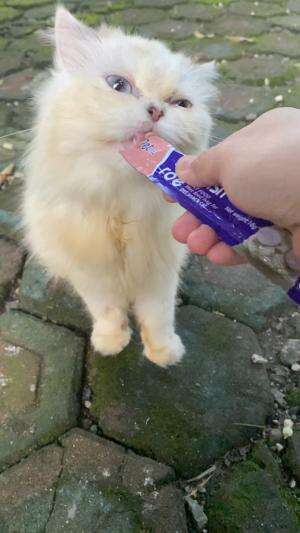 Ngasih cemilan buat anabul (namanya asha)  #anabul  #Kucing 