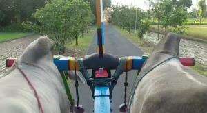 Naik sapi moster 😀😃sambil bawak rumput