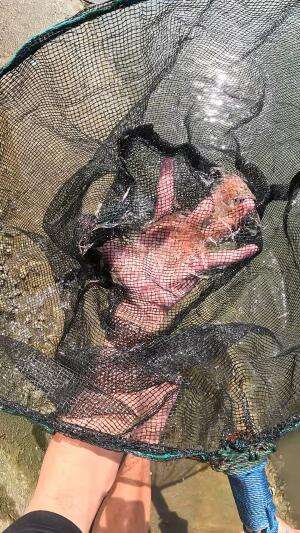 menangkap banyak baby udang? #udang #nelayan #laut #jaring #ikan #fbpro #reels #reelsviral #duniaikan #skils #fyp #trending