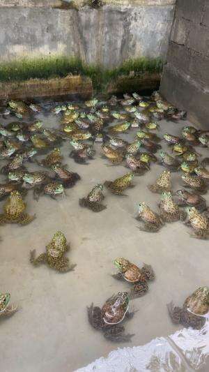 Nyanyian katak  #kataklembu #bullfrog #swike