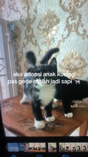 mana kaya pake kaos kaki 😭