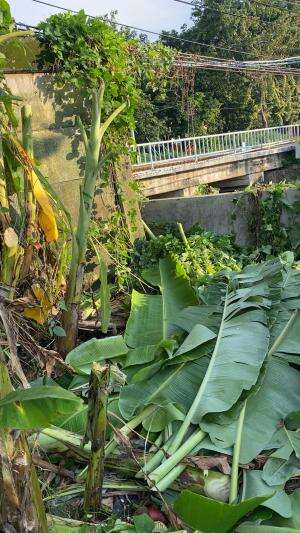 Cari pakan kambing dulu bolo2