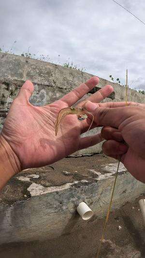 dapet lumayan besar #udang #nelayan #laut #jaring #ikan #fbpro #reels #reelsviral #duniaikan #skils #fyp #trending