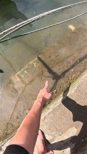 nemu rombongan udang😂 #usa #usareels #newyork #germany #fyp #australia #luksemburg #ingris #belanda #skils #shrimp #fisherman #selandiabaru 