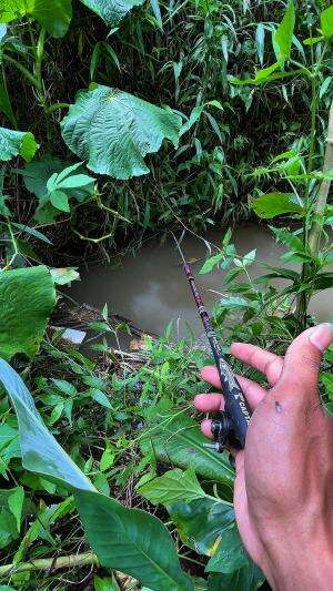 Mancing cuma bawa satu ekor cacing apakah bisa dapat ikan 