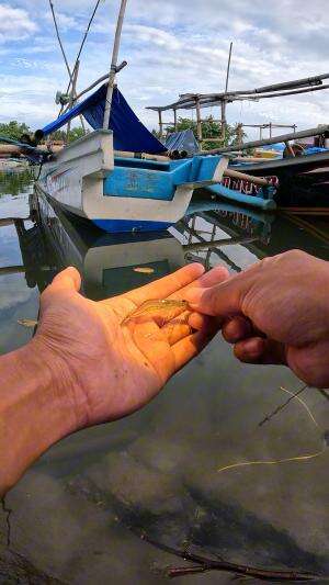 tutorial catching shrimp super easy #fishing #traditional #usa #usareels #UnitedStates #unitedkingdom #denmark #canada