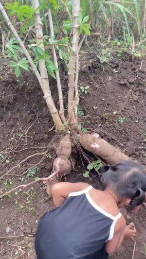 Jangan SALAH gak cuma Mentok yang Jumbo, Singkong kita juga jumbo wkwk #peternakmuda #menyhokjumbo #muscovyduck