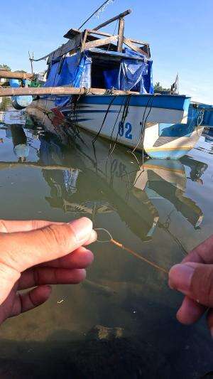 dibawah ada udang #mancing #fishing #shrimp #udang #nelayan #laut #jaring #ikan #reelsviral #animals #skill #fyp #trending