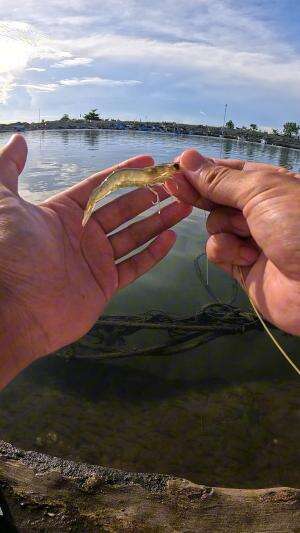 teknik mancing tradisional #mancing #fishing #shrimp #udang #nelayan #laut #jaring #ikan #reelsviral #animals #skill #fyp #trending