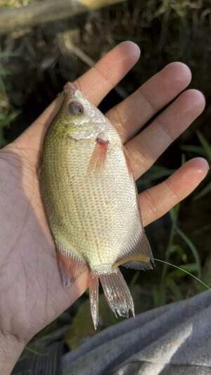 Mancing disumur orang