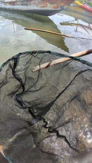 menangkap udang #udang #nelayan #laut #jaring #ikan #fbpro #reels #reelsviral #duniaikan #skils #fyp #trending