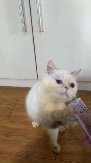 Kucing pintar 🤍