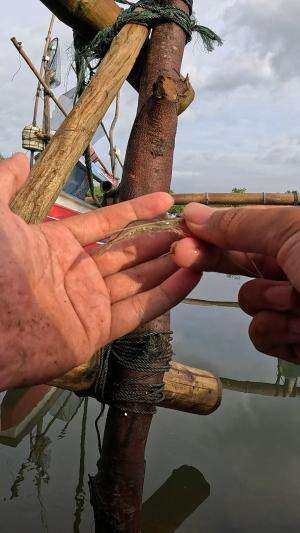 alat sederhana mancing udang #mancing #fishing #shrimp #udang #nelayan #laut #jaring #ikan #reelsviral #animals #skill #fyp #trending