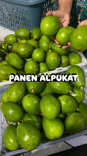 Selain rambutan, juga panen alpukat🤩 mantap bgt! #short+ #shortplus #shortvideo #rctiplus #rcti+ #short+