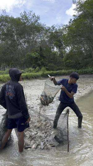 Ikan nila