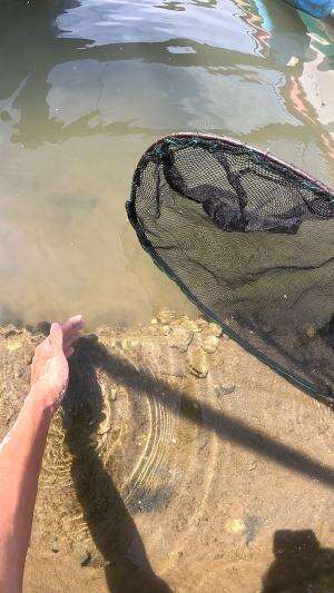 sulit ditangkap #udang #nelayan #laut #jaring #ikan #fbpro #reels #reelsviral #duniaikan #skils #fyp #trending