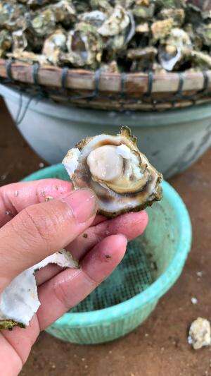 isinya sangat putih bersih #usa #usareels #newyork #germany #fyp #australia #luksemburg #ingris #belanda #skils #shrimp #fisherman #selandia