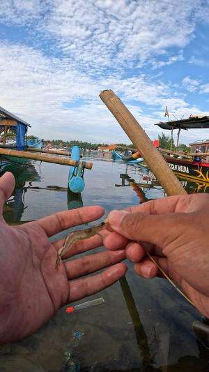 kudu sabar #mancing #fishing #shrimp #udang #nelayan #laut #jaring #ikan #reelsviral #animals #skill #fyp #trending
