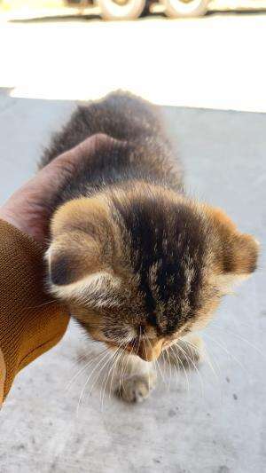 Kucing lucu  #kucinglucu 