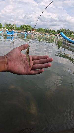 ini cara di daerah kami untuk memancing udang