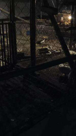 Terpantau aman terkendali tapi remang remang bolo #peternakmuda #menthokjumbo #muscovyduck