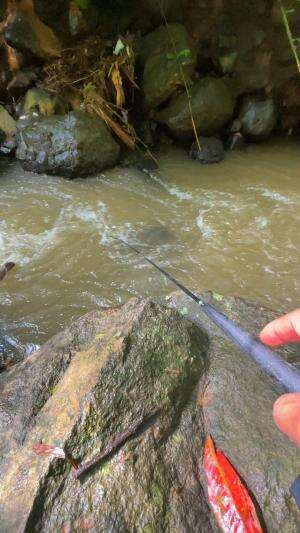 Mancing ikan pakai joran super lentur