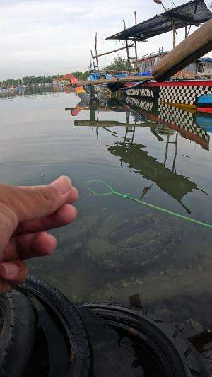 banyak orang meragukan teknik ini #mancing #fishing #shrimp #udang #nelayan #laut #jaring #ikan #reelsviral #animals #skill #fyp #trending