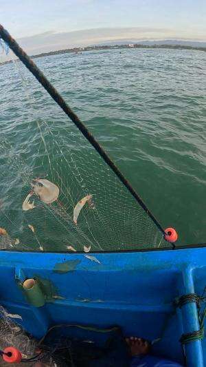 Catch fresh shrimp from nature #shrimp #fisherman #net